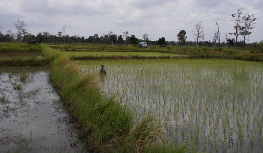 What Could Happen to Rice Paddies?