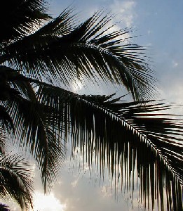 Palm Fronds in the Morning