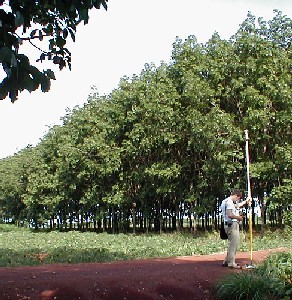 A Stand of Trees of Similar Ages