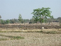 Flat land useful for growing rice