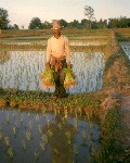 A man stands on a bund holding rice to transplant