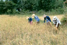 Women dressed for the hot sun harvest rice