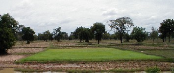 A rice paddy planted early stands out from the rest