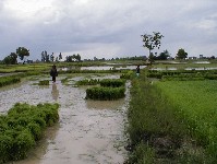 Rice in the process of being transplanted