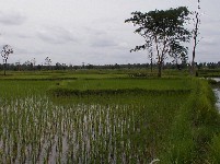 A newly planted paddy of rice seedlings