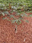 A young cassava plant