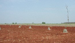 Cassava bundled in the field