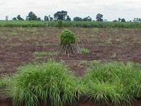 Cassava bundled in the field