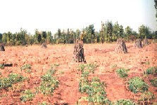 Cassava bundled in the field