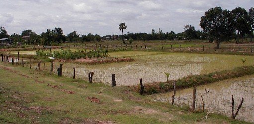 Would you walk barefoot in a paddy?