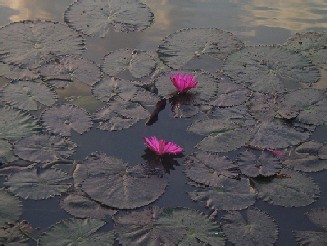 A beautiful and common sight throughout Thailand