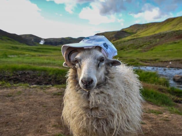 Goat wearing UNC-CH hat