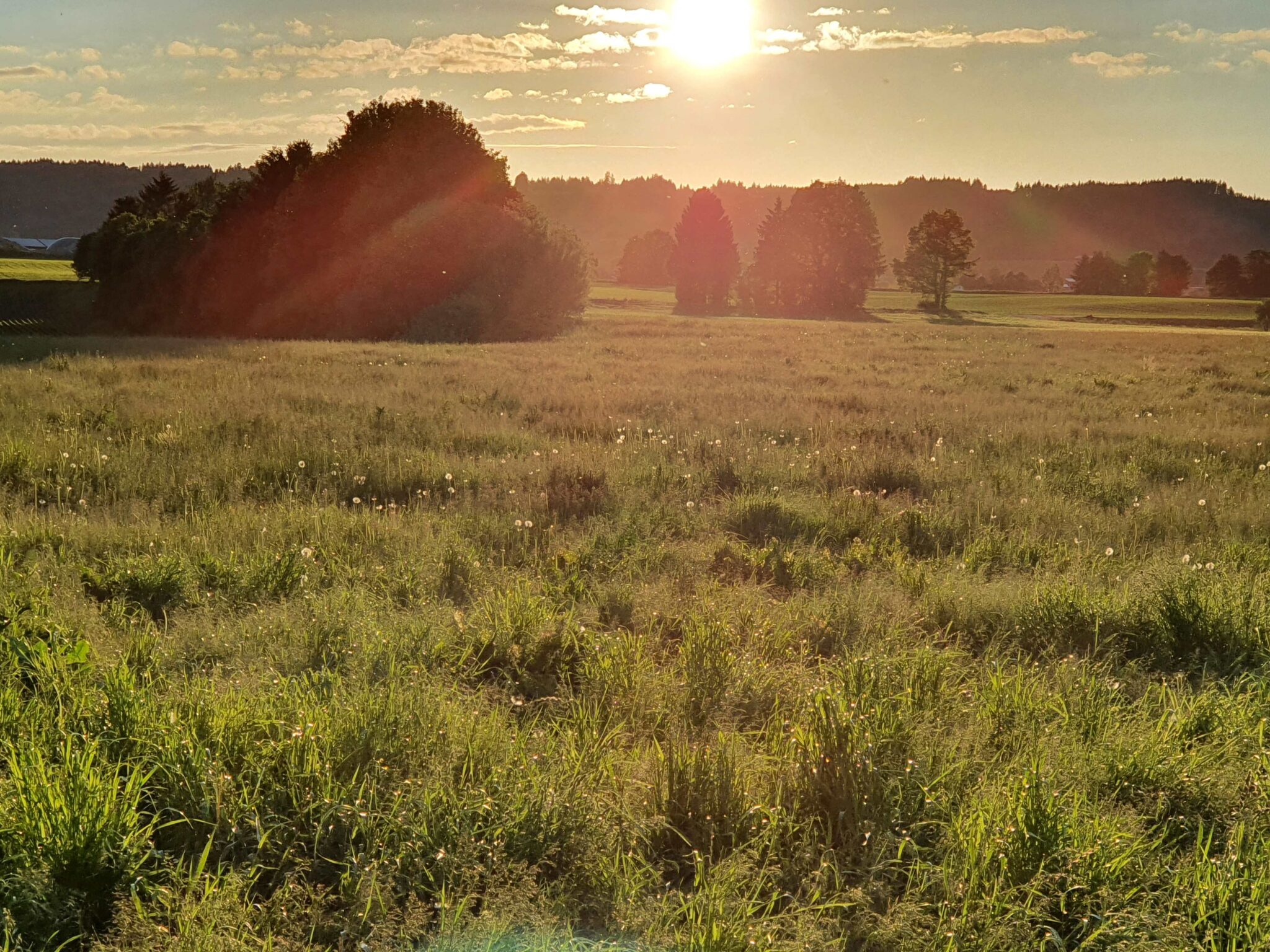 field in italy